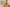 Quelle couleur de trench-coat convient le mieux aux hommes  ?
