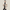 Manteau Trench Laine Homme
