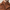 Trench Homme Col Laine